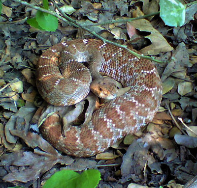 Red Diamond Rattlesnake