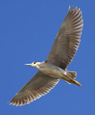 Black-crowned Night-heron