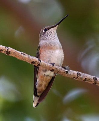 Broad-tailed Hummingbird
