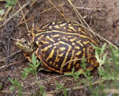 Ornate Box Turtle