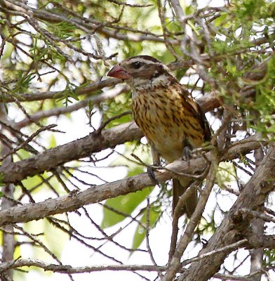 Black-headed Grosbeak