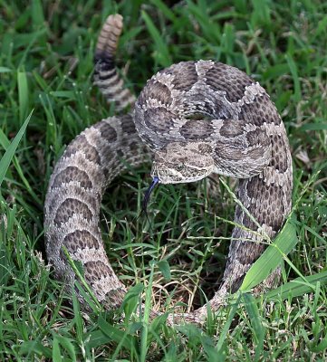 Prairie Rattlesnake