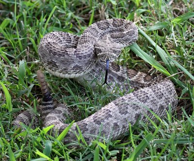 Prairie Rattlesnake