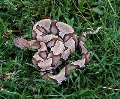 Copperhead