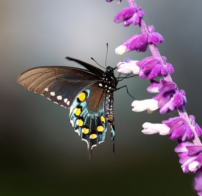 Pipevine Swallowtail