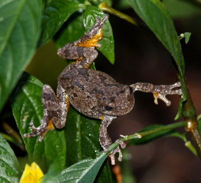 Gray Treefrog