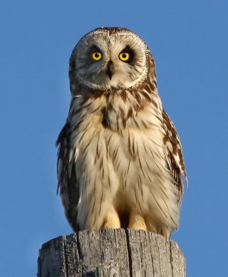 Short-eared Owl