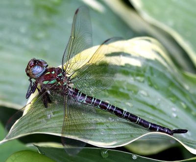Swamp Darner