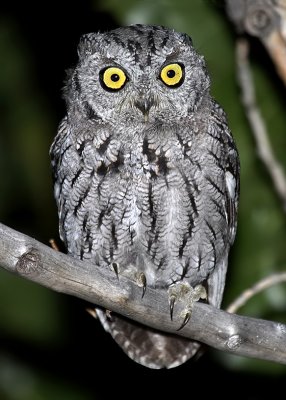 Western Screech-Owl