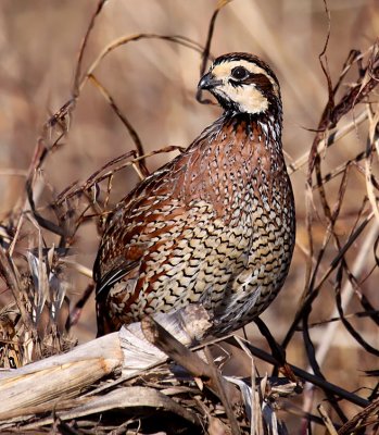 Northern Bobwhite