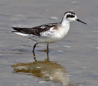Red-necked Phalarope