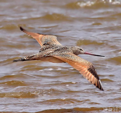 Marbled Godwit