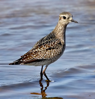 American Golden-Plover