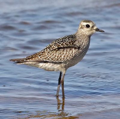 American Golden-Plover