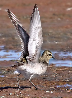 American Golden-Plover