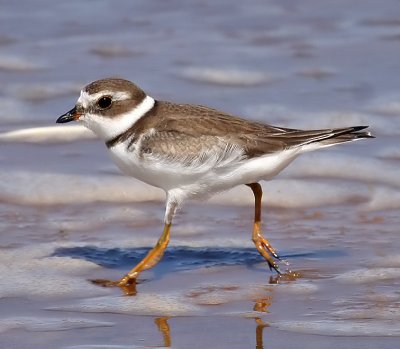 Semipalmated Plover