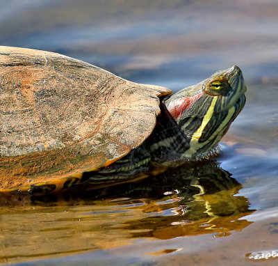 Red-eared Slider