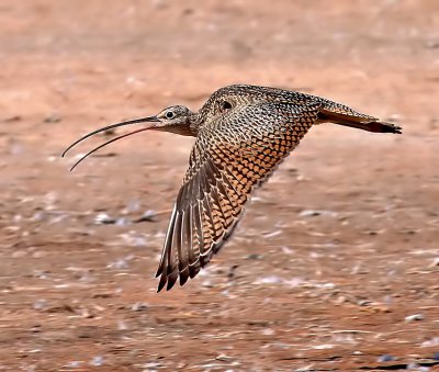 Long-billed Curlew