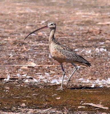 Long-billed Curlew