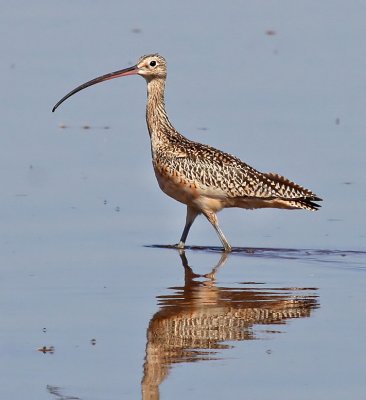Long-billed Curlew