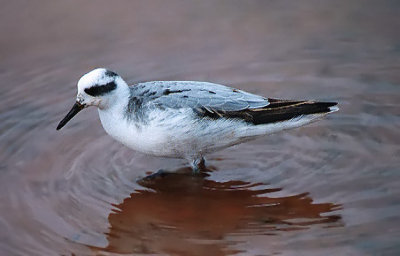 Red Phalarope