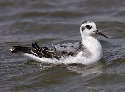 Red Phalarope