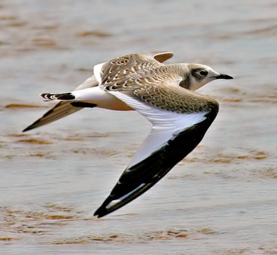 Sabine's Gull