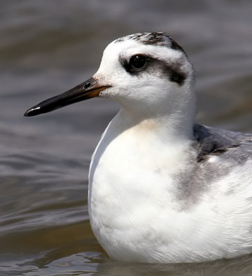 Red Phalarope