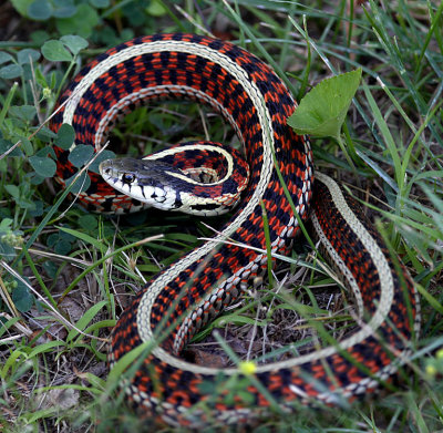 Common Garter Snake