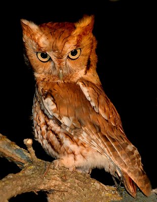 Eastern Screech-Owl