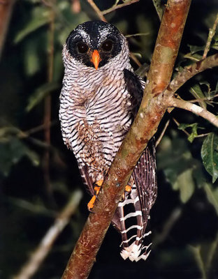 Black-and-white Owl