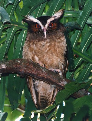 Crested Owl