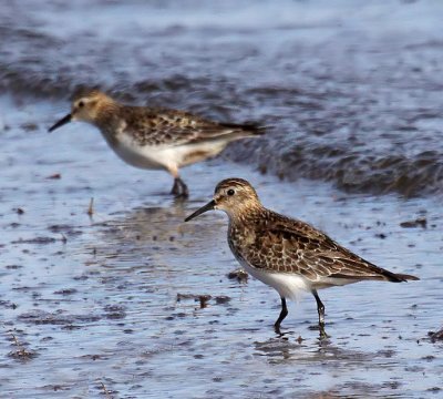 Bairds Sandpipers