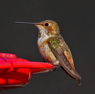 Rufous Hummingbird