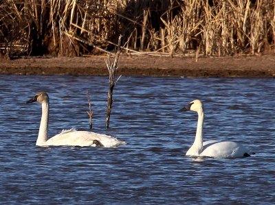 Trumpeter Swans