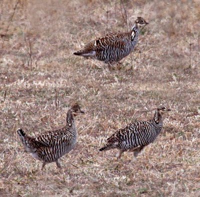 Greater Prairie-Chickens