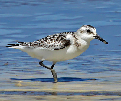 Sanderling