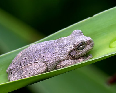 Gray Treefrog