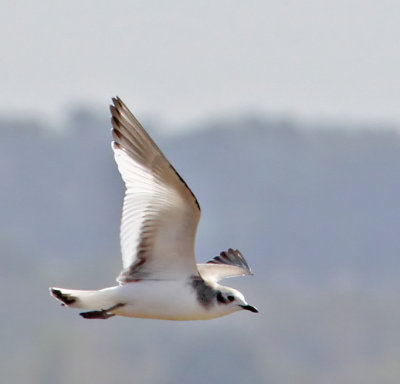 Sabine's Gull