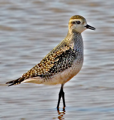 American Golden-Plover