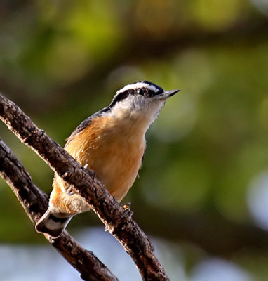 Red-breasted Nuthatch