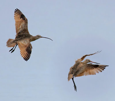 Long-billed Curlew & Marbled Godwit