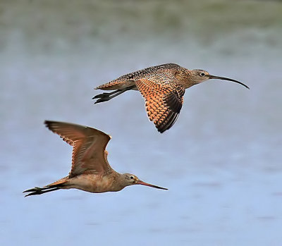 Long-billed Curlew & Marbled Godwit