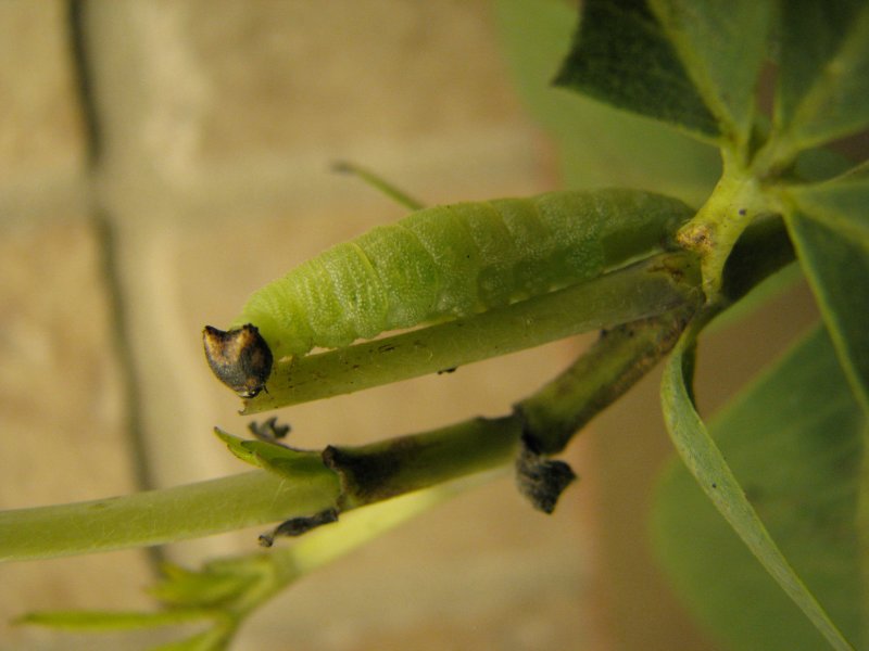 Wild Indigo Duskywing Caterpillar