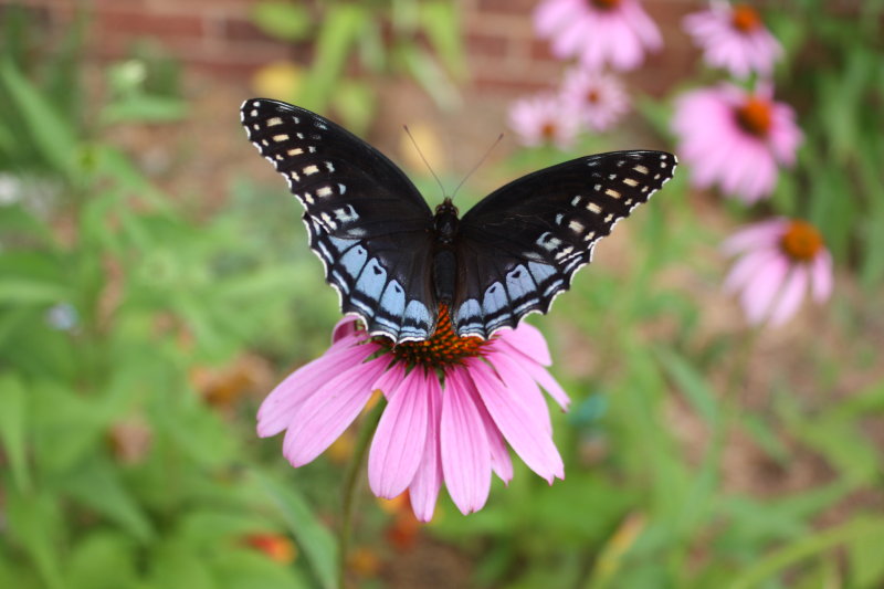 Speyeria diana, Diana Fritillary female