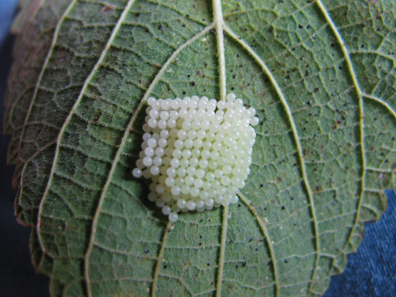 Raft of Tawny Emperor Eggs