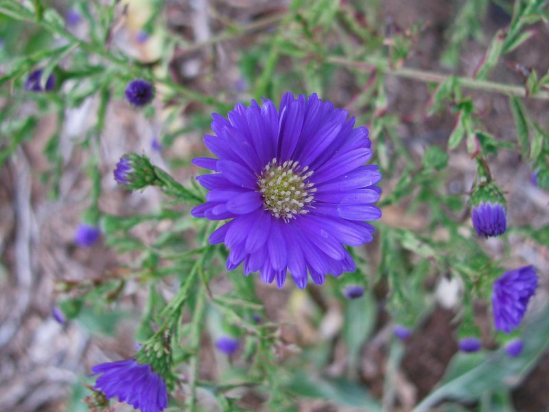 Blue Aster