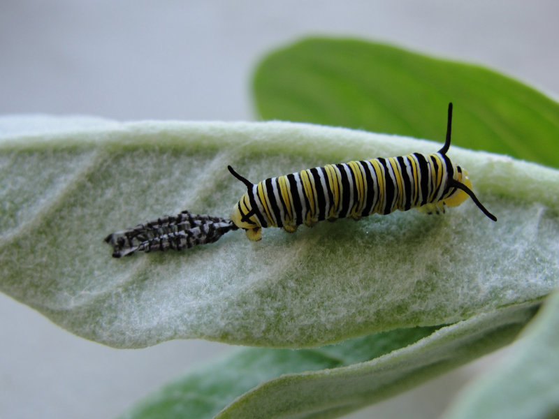 Monarch caterpillar recently molted