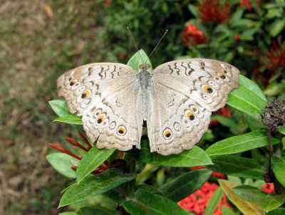 Gray Pansy Male