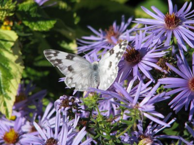 Checkered White 